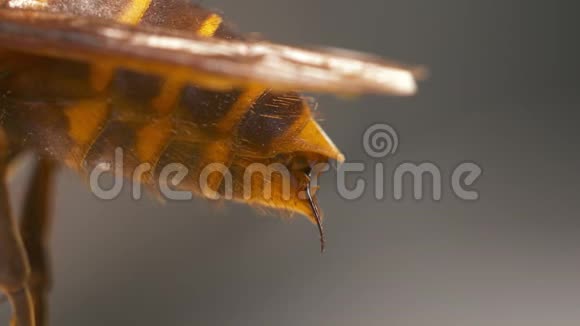 黄蜂的刺和尾视频的预览图