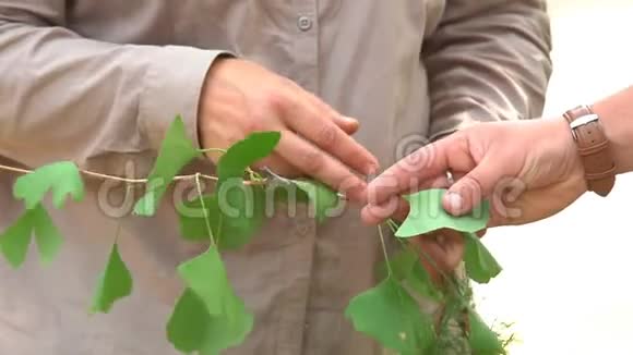 男人的手握着一株植物视频的预览图