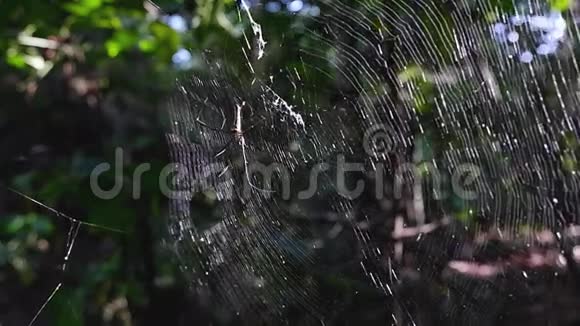 一个人穿过丛林摧毁了一张网视频的预览图