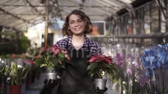 一位美丽的女士在阳光明媚的温室里工作那里有盛开的植物带着两盆植物散步视频的预览图