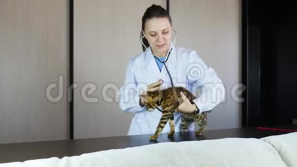 兽医用听诊器检查猫视频的预览图