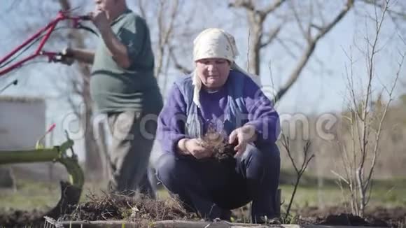 白种人老女人在户外切菜根的肖像人在后台犁出肥沃的土壤视频的预览图