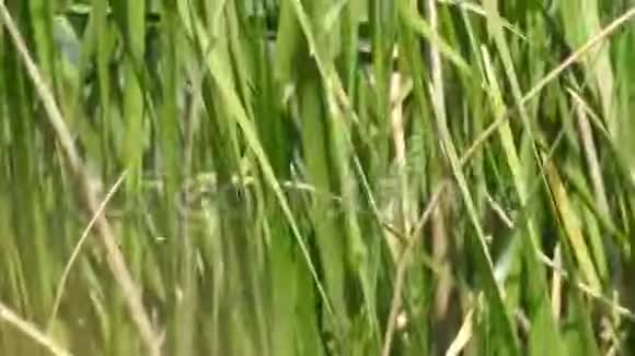 罕见的黑白翠鸟视频的预览图