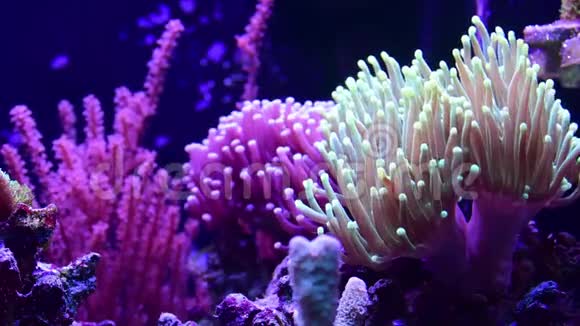 有珊瑚礁的海洋水族馆视频的预览图