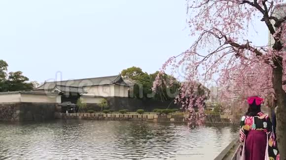 日本一名年轻女子穿着和服沿着东京故宫的护城河在樱花下散步视频的预览图