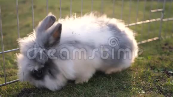 花园里一只可爱的兔子视频的预览图