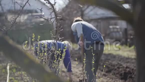 在阳光下拍摄两名在农村花园工作的妇女在春天的树枝后面使用园艺工具的女农民视频的预览图