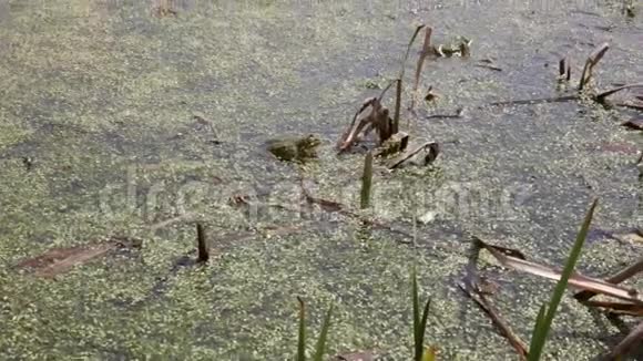 两只青蛙在沼泽里游泳呱呱叫视频的预览图