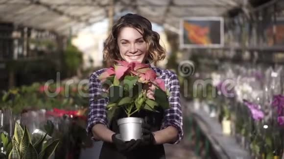 花店女在阳光明媚的温室里工作满是盛开的植物把美丽的植物放在锅里和视频的预览图