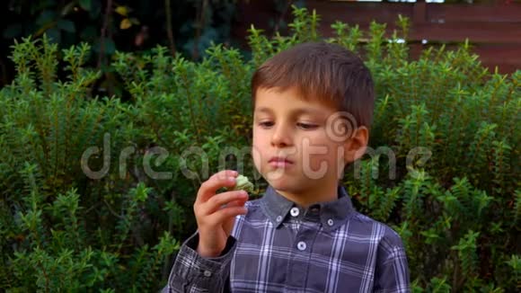 小男孩吃法国杏仁苹果视频的预览图