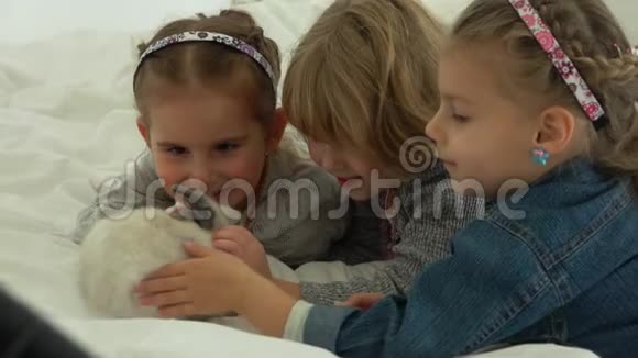 三个女孩温柔地抚摸着一只可爱的毛茸茸的兔子视频的预览图