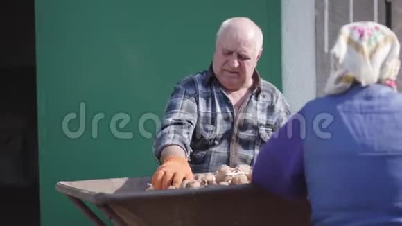 严肃的高加索农民和妻子在户外分拣土豆的肖像在阳光下做农村工作的老人和女人视频的预览图