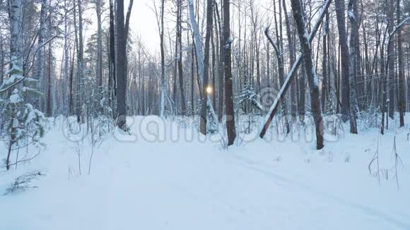 一个年轻人正在冬天的森林里滑雪视频的预览图
