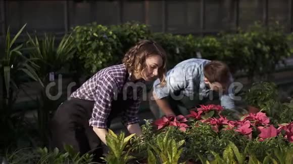 两个年轻的农民一个农学家或一个花商穿着格子衬衫的女孩和两个穿着围裙的女孩正在布置绿色植物视频的预览图