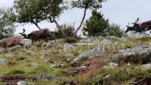 驯鹿牧民在山丘上奔跑视频的预览图