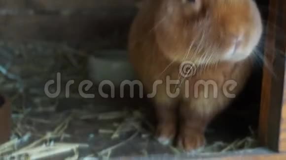 可爱的兔子在哈奇高清电视视频的预览图