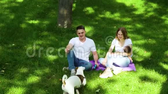 快乐的家庭在夏天公园玩宠物杰克罗素梗视频的预览图