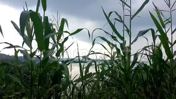 有湖背景的玉米花园视频的预览图