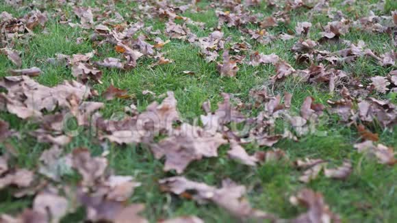 女人脚在白色草坪上美丽的落叶上经过视频的预览图
