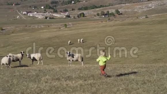 小男孩在放牧的羊群中跑过田野视频的预览图
