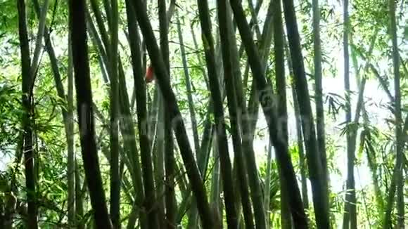 森林周围的竹林视频的预览图