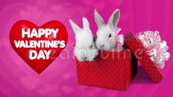 一对有趣浪漫的兔子在礼物盒快乐情人节的概念视频的预览图