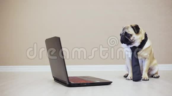 优雅有趣的小狗看着笔记本电脑的屏幕穿着领带看电影侧视视频的预览图