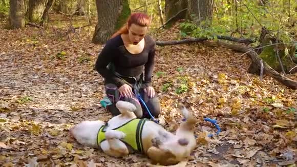 运动员和美国斯塔福德郡猎犬在犬科交叉后休息视频的预览图
