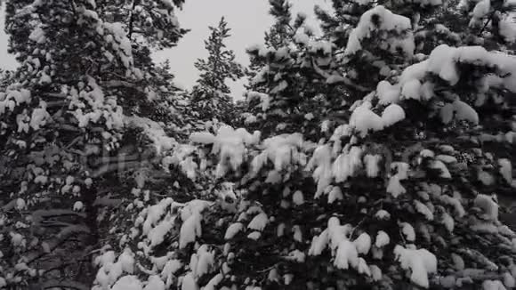 一堆堆雪堆视频的预览图