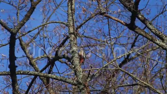 啄木鸟挖空了一棵树视频的预览图