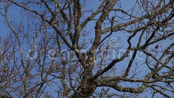 啄木鸟挖空了一棵树视频的预览图