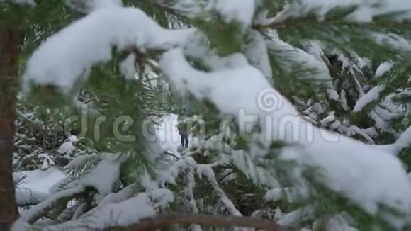 冬天雪天在松林里散步的女人视频的预览图