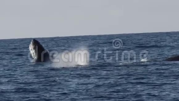 非常罕见的一个完整的驼背鲸鱼缺口视频的预览图