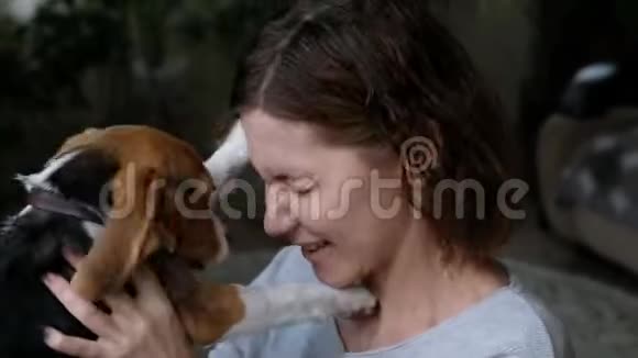 亲密的宠物猎犬亲吻一个女人爱动物的概念狗舔着主人的鼻子视频的预览图