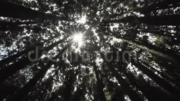 台湾阿里山风景区树冠与阳光透过森林照耀视频的预览图