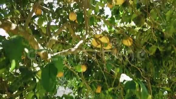 一棵葡萄柚树的倾斜视图视频的预览图