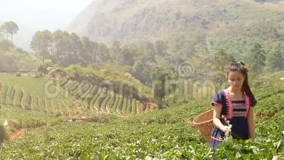 4K年轻快乐的农民希尔部落亚洲妇女正在给草莓地的植物浇水视频的预览图