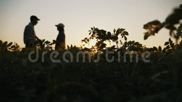 两个农民在鹰嘴豆田里谈话的剪影视频的预览图
