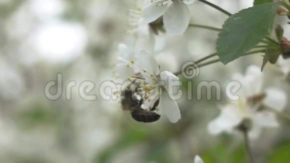 蜜蜂飞向开花的树慢动作视频的预览图