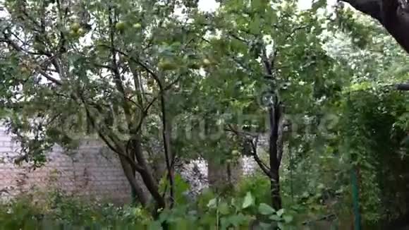城市里的树木风雨交加的恶劣天气视频的预览图
