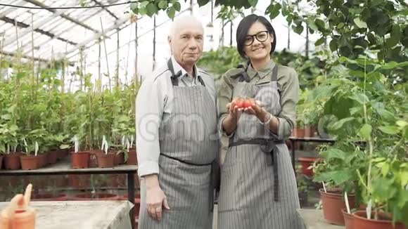 一位老人和一位年轻的园丁在温室里手里拿着成熟的红西红柿的画像视频的预览图