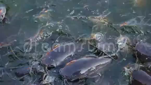 河里有许多鲶鱼亚洲视频的预览图