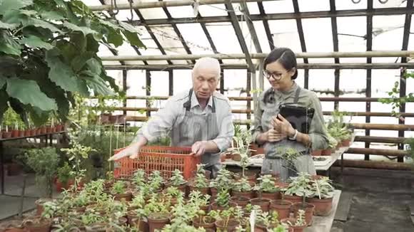 两个现代园丁一个年长的男人和一个年轻的女人在温室里工作农业农业和园艺视频的预览图