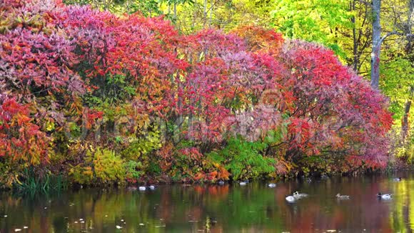 秋天的灌木和湖上的鸭子视频的预览图