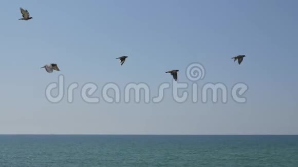鸽子在海边飞翔视频的预览图
