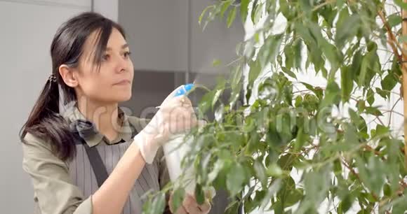 年轻女子用水喷洒一盆花快乐的成年家庭主妇在家照顾家庭种植视频的预览图