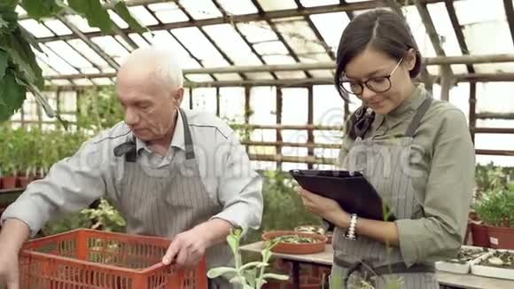 两个现代园丁一个年长的男人和一个年轻的女人在温室里工作农业农业和园艺视频的预览图