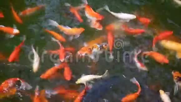 金鱼在池塘里游泳视频的预览图