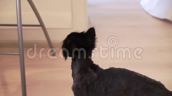 黑色修剪的猫视频的预览图