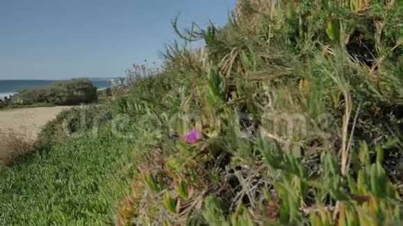 积极的老年妇女在靠近海洋的人行步道上行走在加州的夏日有美丽的风景视频的预览图